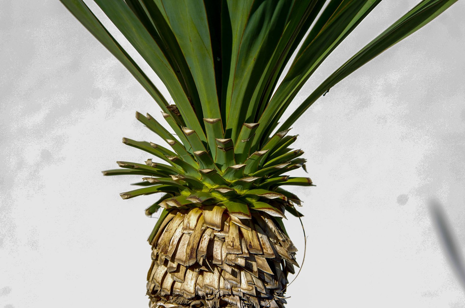 Griffith Observatory  025